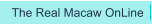 The Real Macaw OnLine